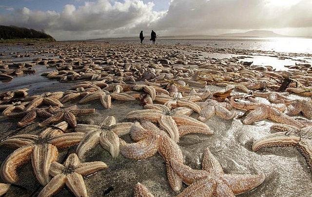 Around 2,000 species of starfish living in all the seas taken together