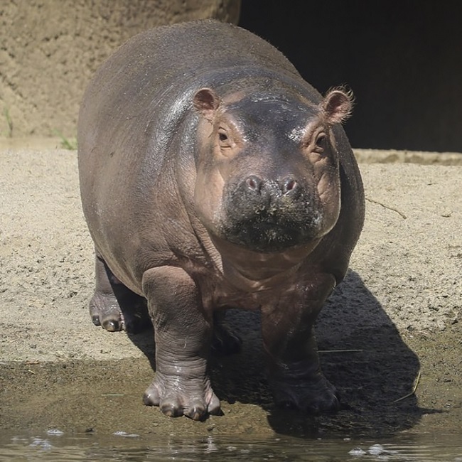 fiona hippo photobombed fiona hippo photobombed
