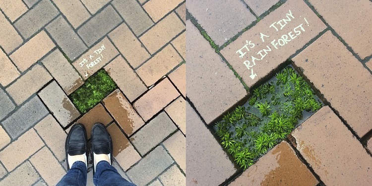 tiny rain forest tiny rain forest