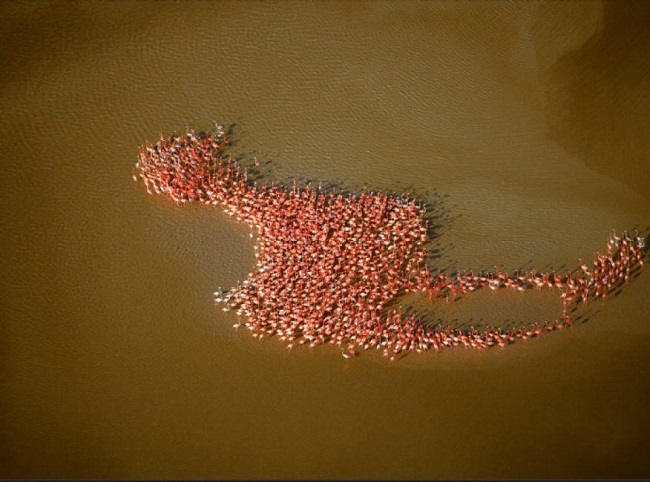 Hundreds of flamingoes shaped like a flamingo