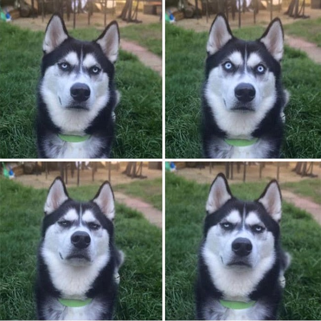 Huskies are unique Huskies are unique