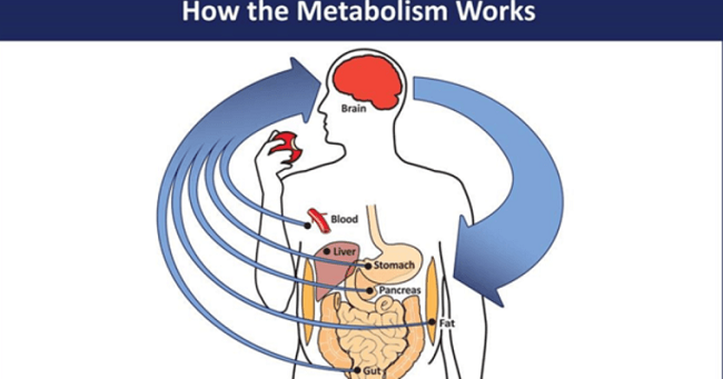 How the metabolism works