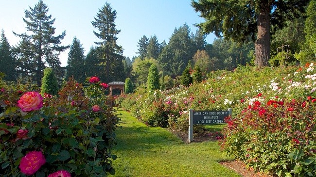 The International Rose Test Garden