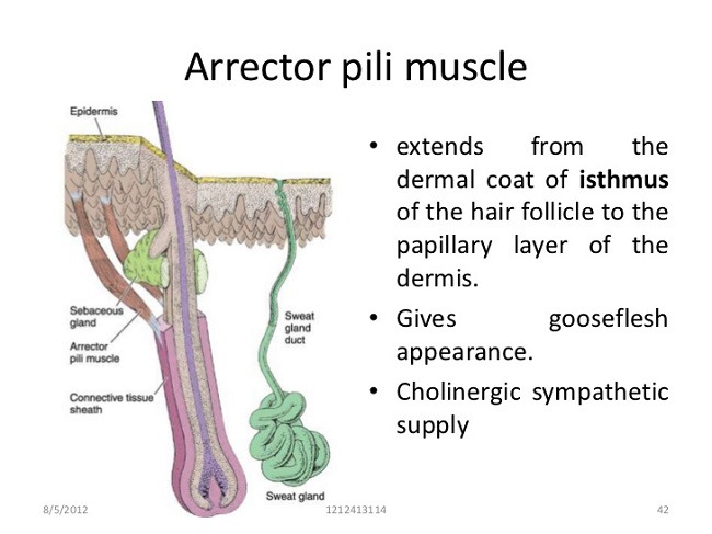 Arrector pili muscles Arrector pili muscles