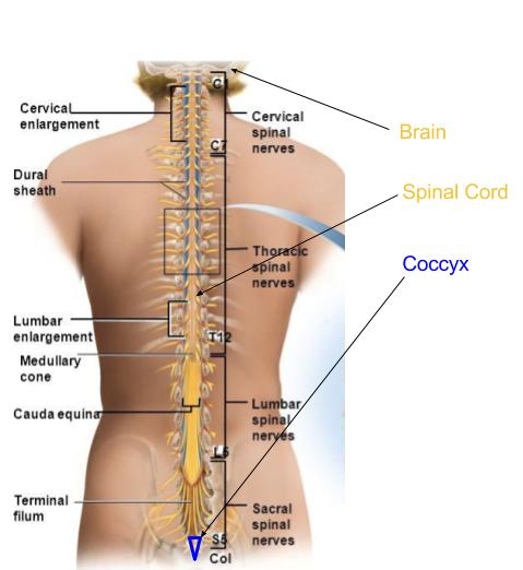 Coccyx Coccyx