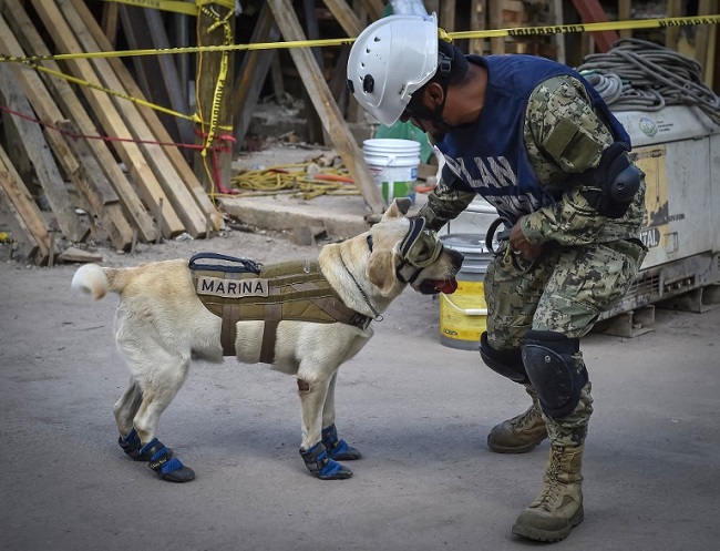 Frida the rescue dog Mexico earthquake Frida the rescue dog Mexico earthquake