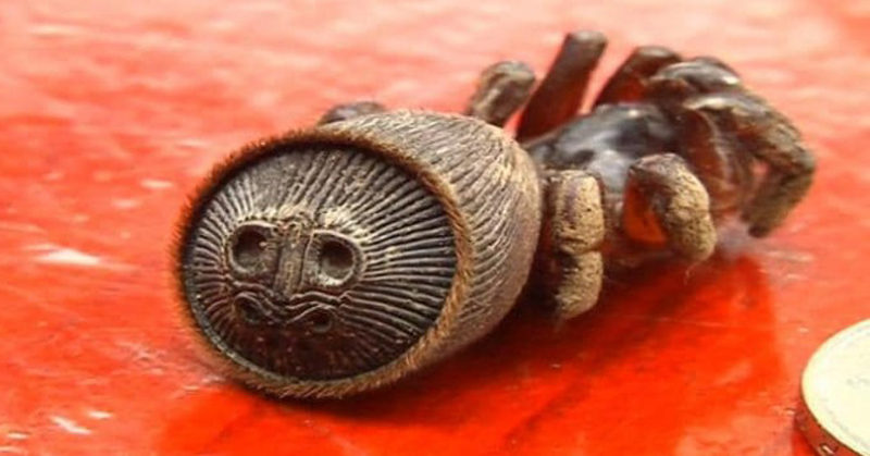 Hourglass Spider Hourglass Spider