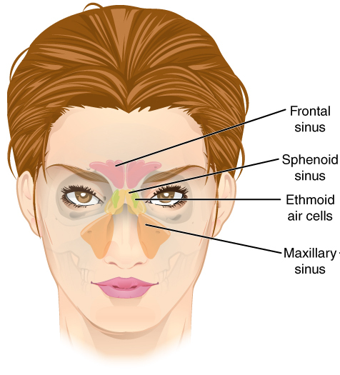 Paranasal sinuses Paranasal sinuses