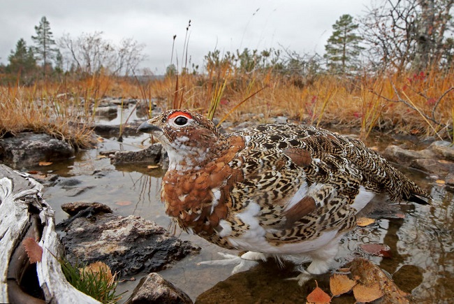 bird photographer of the year shots