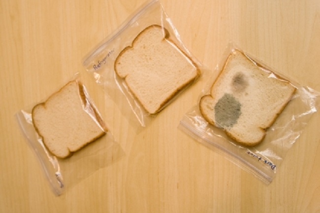 bread experiment bread experiment