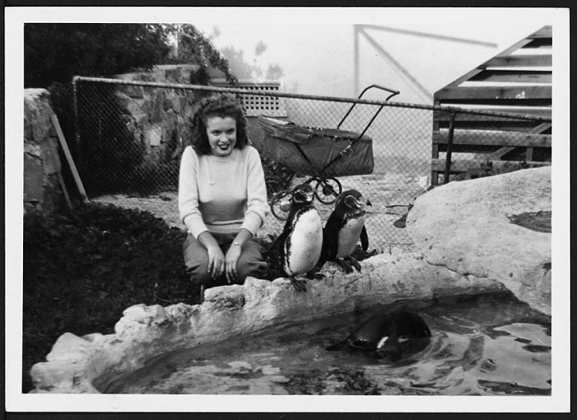 A young and beautiful Norma Jeane Mortenson is seen playing with penguins at a zoo