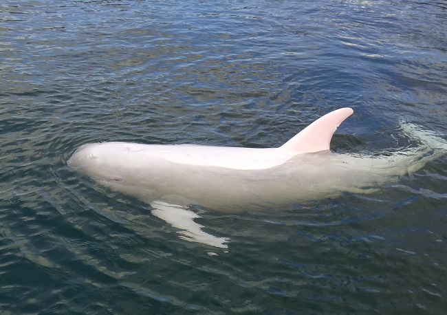 Beluga whales died at Barnum’s Museum in New York Beluga whales died at Barnum’s Museum in New York