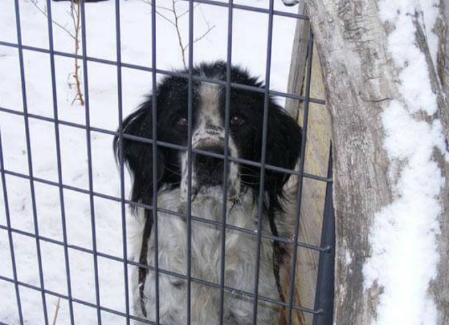 Dog found frozen to death on a front porch in Toledo