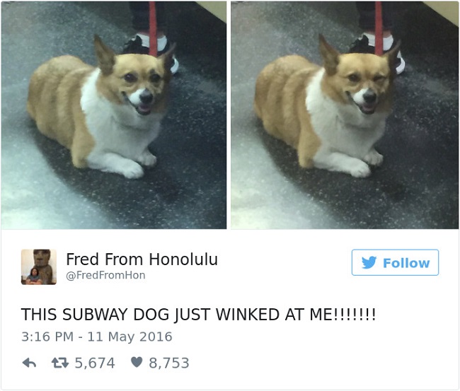 22 Funniest Pet Tweets Showing How Our Pets Change Our Lives For The Better