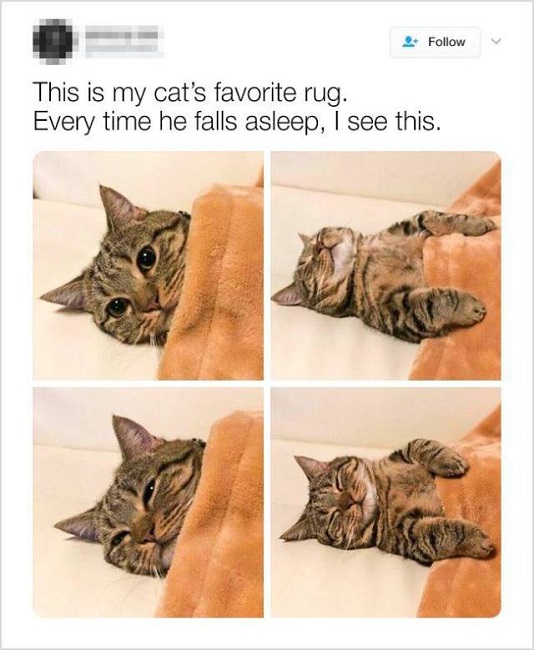 Cats love their bed linen