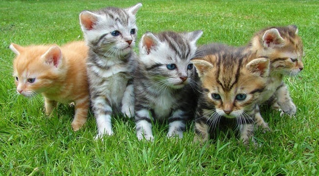 Cruel onion wiki Cruel onion wiki