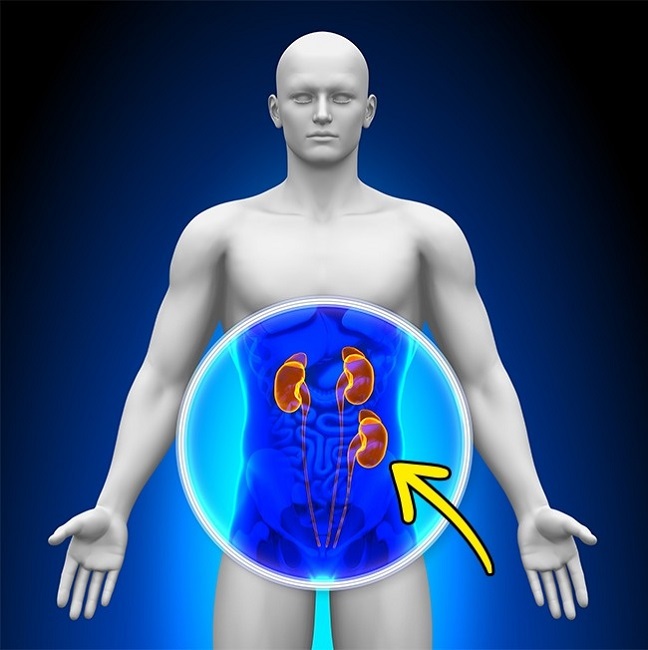 In a kidney transplant, the recipient’s kidneys remain where they are