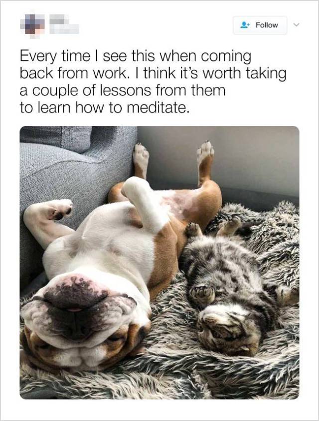 Learn from your pets how to meditate Learn from your pets how to meditate