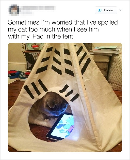 Spoiled kitty Spoiled kitty