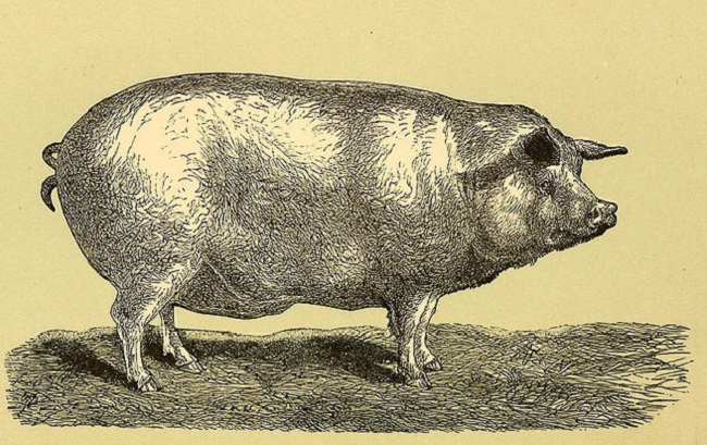 The Britisher decided to complain about the incident to British authorities