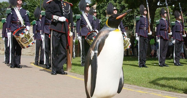There is a King Penguin in Norway that has an army rank