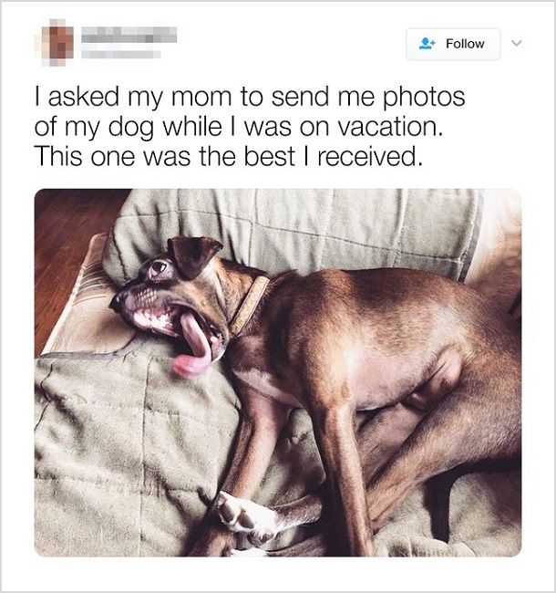 When you ask your mom for photos of your dog When you ask your mom for photos of your dog