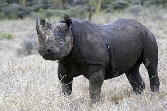 black rhino black rhino
