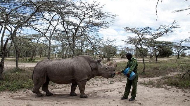 feeding the white rhino feeding the white rhino