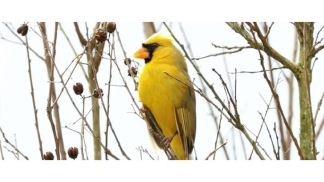 genetic mutation genetic mutation