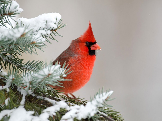 How cardinals get their colors How cardinals get their colors