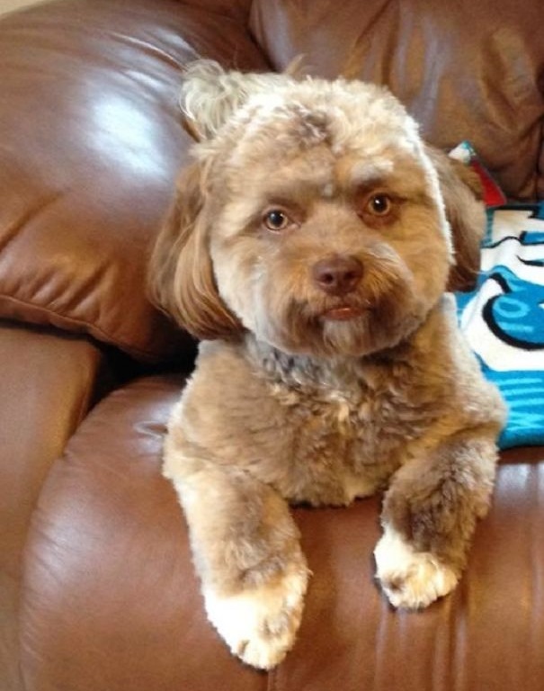 human face like dog human face like dog
