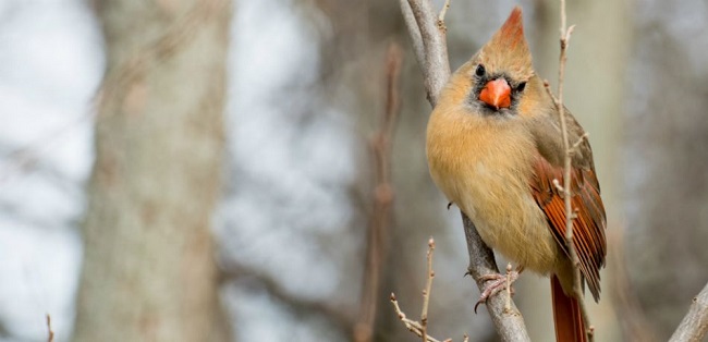 Migratory Bird Treaty Act in 1918 Migratory Bird Treaty Act in 1918