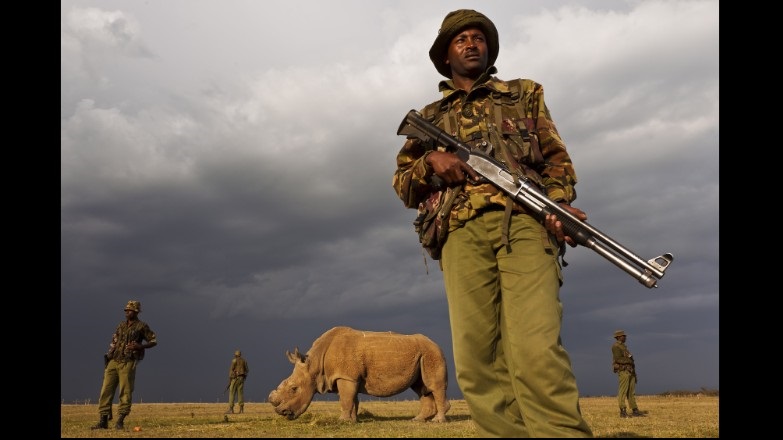 military protecting white rhino military protecting white rhino