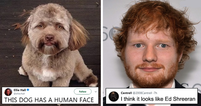 puppy who loves to play puppy who loves to play