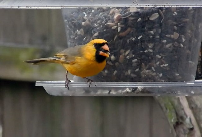 The genetic mutation The genetic mutation