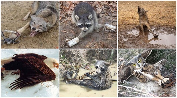 They make animals suffer They make animals suffer