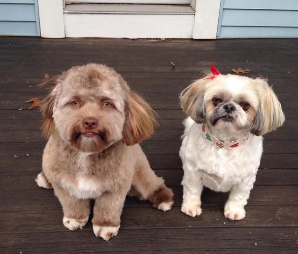 Uncanny resemblance to a humans face