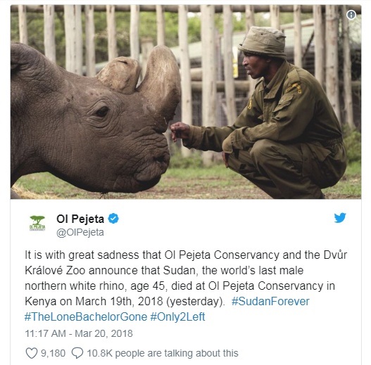 white rhino Last white rhino death