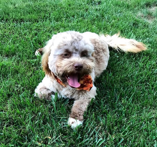 yogi dog looks like human yogi dog looks like human