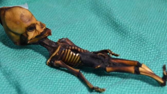 alien skeleton alien skeleton