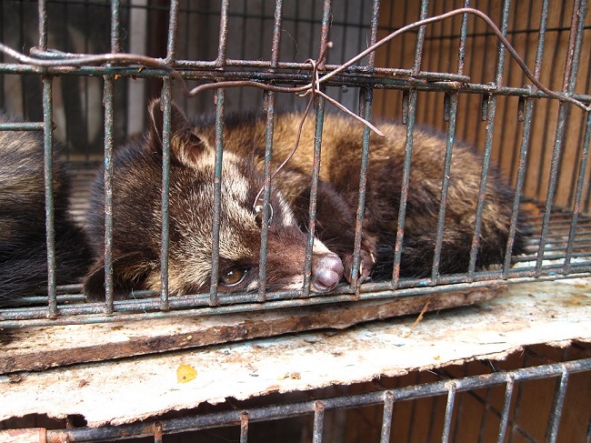 Civets are kept in horrific conditions Civets are kept in horrific conditions