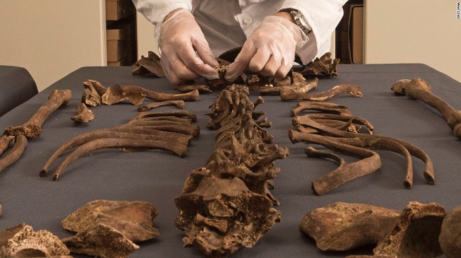 skeleton belonged to a human skeleton belonged to a human