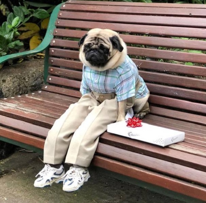 The Perfect Dress up The Perfect Dress up