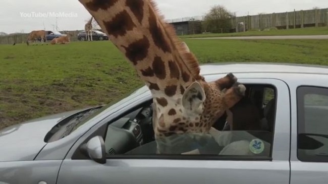 They laugh at his cheekiness not knowing what happens next