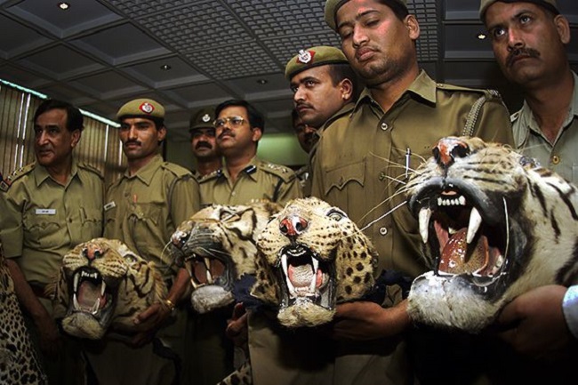 tiger poaching in india tiger poaching in india