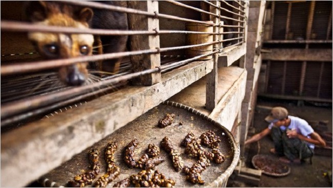 Trapped kopi Luwak Trapped kopi Luwak