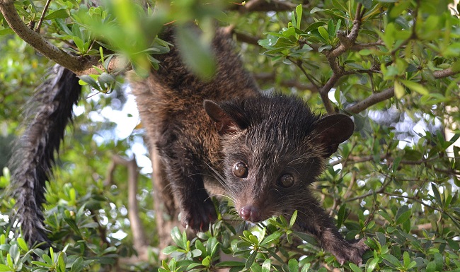 wild civet voided kopi luwak wild civet voided kopi luwak