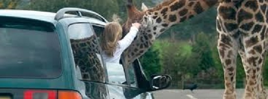 You can drive with your windows half down at Midlands’s safari park You can drive with your windows half down at Midlands’s safari park
