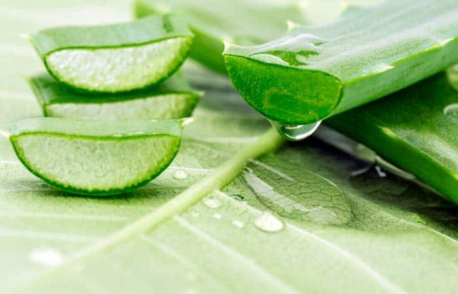 Aloe-vera-for-Urticaria