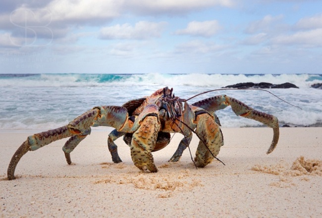 Australian coconut crabs Australian coconut crabs